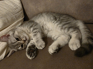 Kissat pennut (5 valokuva sivusta 10)