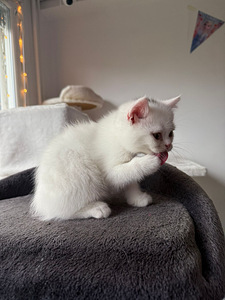 Kissat pennut (7 valokuva sivusta 10)