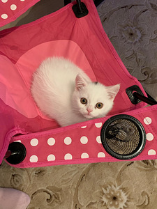 Kissat pennut (9 valokuva sivusta 10)