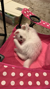 Kissat pennut (10 valokuva sivusta 10)