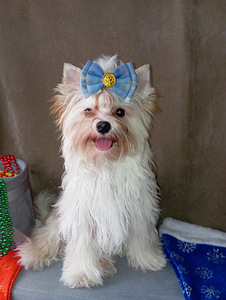 Golddust Yorkie (2 foto / 10)