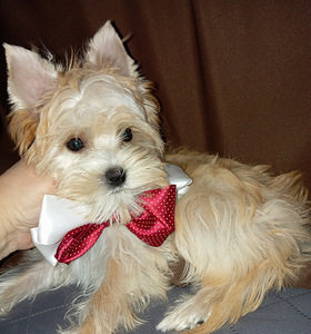 Golddust Yorkie (8 foto / 10)