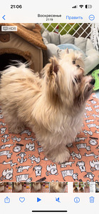 Golddust Yorkie (5 foto / 10)