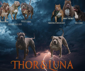 American Bully XL pennut (1 valokuva sivusta 5)