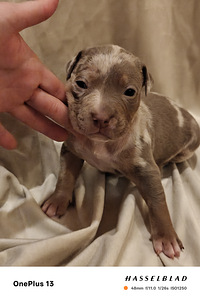 American Bully XL pennut (5 valokuva sivusta 5)