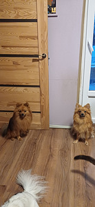 Spica kuceni mekle jaunus saimniekus (4 foto no 5)