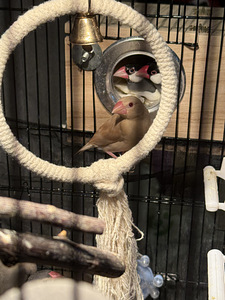 Rīsu žubites (2 foto no 2)