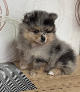 Шпиц (3 фото из 9)