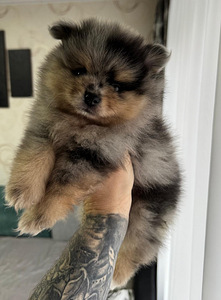 Шпиц (4 фото из 9)