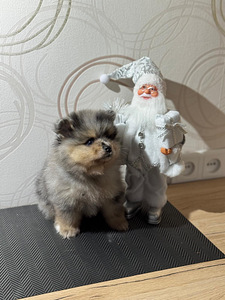 Шпиц (5 фото из 9)