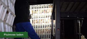 Catching chickens in Holland (1 foto / 2)