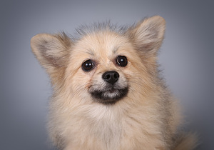 Špics (2 foto no 2)