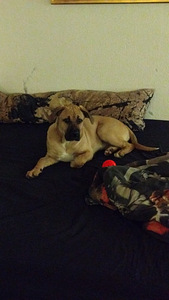 Cane corso mix (4 valokuva sivusta 4)