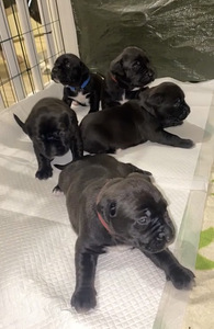 Kahden rodun mix (1 valokuva sivusta 3)