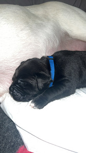 Kahden rodun mix (3 valokuva sivusta 3)