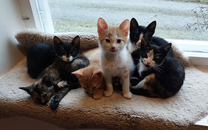 6 kissan pentua (1 valokuva sivusta 7)