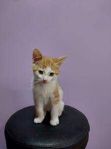 6 kissan pentua (4 valokuva sivusta 7)