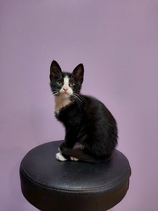 6 kissan pentua (6 valokuva sivusta 7)