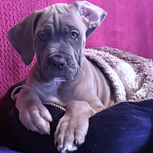 Cane Corso Florentino (2 foto no 2)
