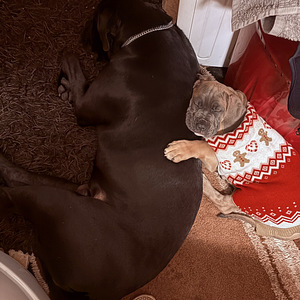 Кане Корсо Форментино (3 фото из 4)