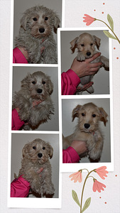 Russelimix (5 valokuva sivusta 5)