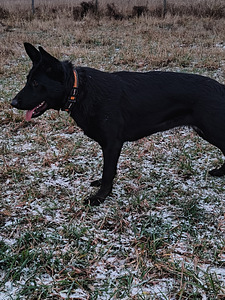 Saksanpaimenkoira ei rek. (4 valokuva sivusta 4)