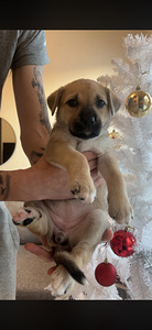 Cane corso/ siperianhusky mix (2 valokuva sivusta 3)