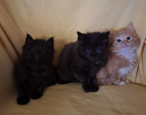 Ragdoll ja Maine Coon pentuja varattavissa (1 valokuva sivusta 1)