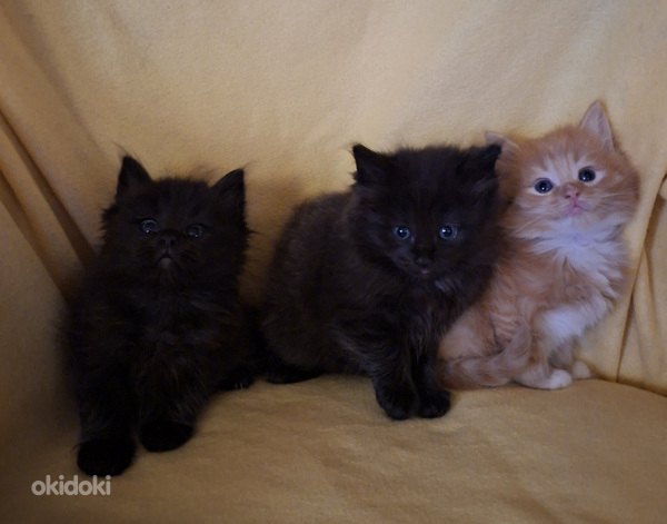 Ragdoll ja Maine Coon pentuja varattavissa