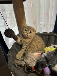 Kissanpennut (1 valokuva sivusta 4)