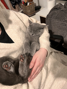 Kissan pentu (2 valokuva sivusta 3)