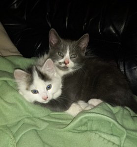 Kissa (1 valokuva sivusta 1)