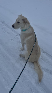 Sekarotuinen (3 valokuva sivusta 6)