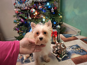 Pārdošanā trīs burvīgas meitenes! (2 foto no 10)