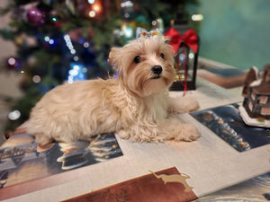 Pārdošanā trīs burvīgas meitenes! (5 foto no 10)