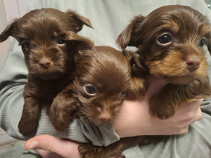 Rezervācijai pieejamas trīs burvīgas meitenes! (5 foto no 5)