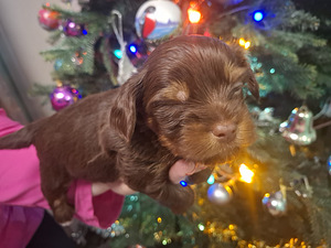 Piedāvā rezervēt burvīgu puisīti! (4 foto no 5)