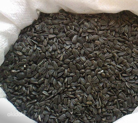 Saulespuķu sēklas 10kg melnās (4751004142277)
