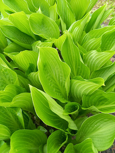 Kollane Iiris, Hosta plantaginea, Maikelluke (2 foto / 4)