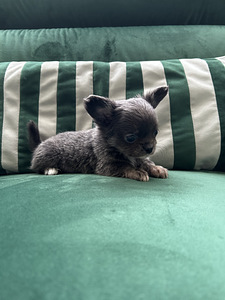 Chihuahua poiss chihuahua (3 foto / 8)