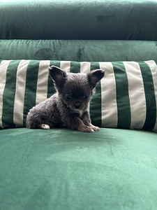 Chihuahua poiss chihuahua (1 foto / 8)