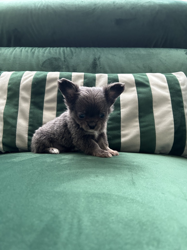 Chihuahua poiss chihuahua