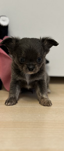 Чихуахуа мальчик chihuahua (3 фото из 10)