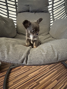 Щенки Чихуахуа мальчик chihuahua (2 фото из 10)