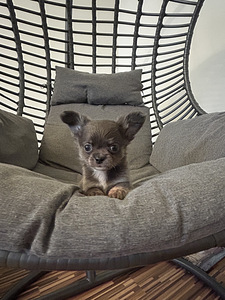 Щенки Чихуахуа мальчик chihuahua (5 фото из 10)