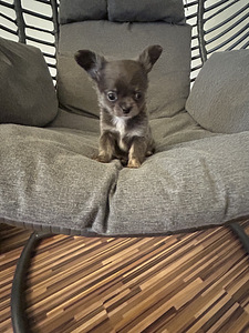 Щенки Чихуахуа мальчик chihuahua (8 фото из 10)
