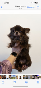Chihuahua poiss chihuahua (9 foto / 9)