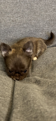 Щенки Чихуахуа мальчик chihuahua