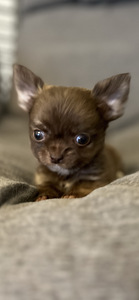 Щенки Чихуахуа мальчик chihuahua (2 фото из 10)