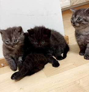 Kissat etsivät uutta kotia (2 valokuva sivusta 3)